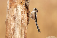Aegithalos caudatus / Codibugnolo / Long-tailed tit / Mésange à longue queue
