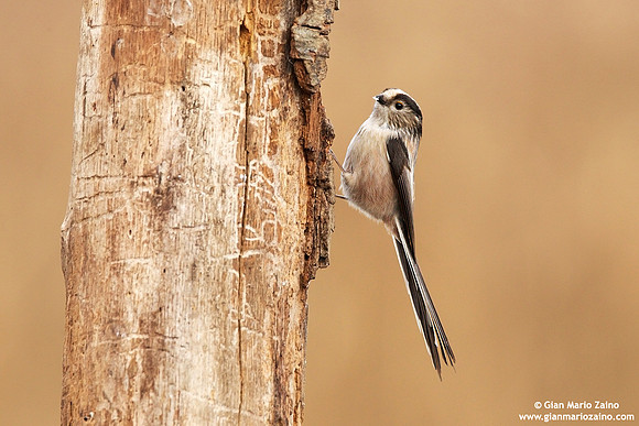 Aegithalos caudatus / Codibugnolo / Long-tailed tit / Mésange à longue queue