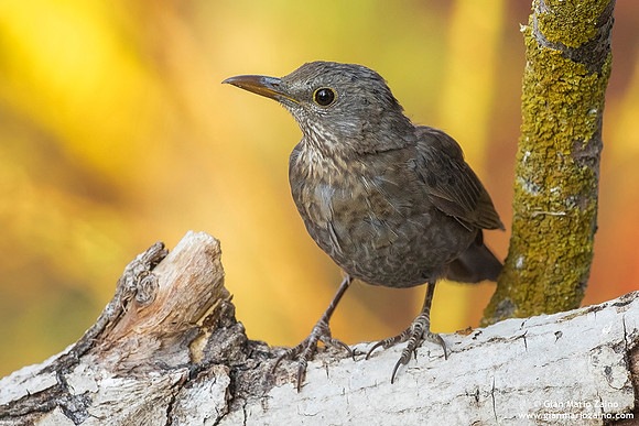 Turdus merula / Merlo / Common blackbird / Merle noir