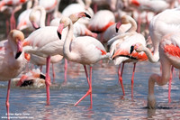 Phoenicopterus roseus / Fenicottero rosa / Greater Flamingo / Flamant rose
