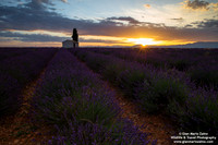 France - Provence - Valensole (09/07/2019)