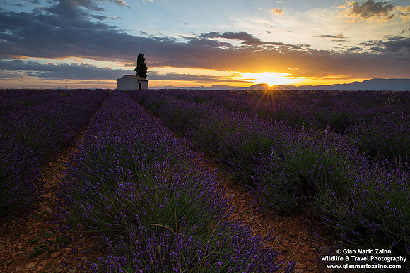 France - Provence - Valensole (09/07/2019)