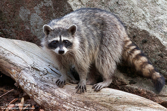 Procyon lotor / Procione / Racoon / Raton laveur