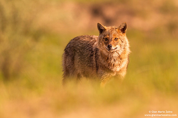 Canis aureus / Sciacallo dorato / Golden jackal / Chacal doré
