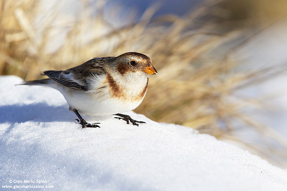 Plectrophenax nivalis / Zigolo delle nevi / Snow bunting / Plectrophane des neiges