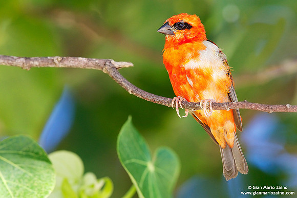 Foudia madagascariensis / Tessitore fiammante / Red fody / Foudi rouge