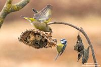 Chloris chloris / Verdone comune / European greenfinch / Verdier d'Europe