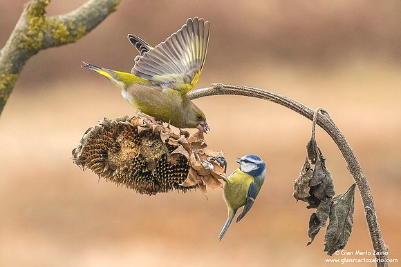 Chloris chloris / Verdone comune / European greenfinch / Verdier d'Europe