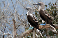 Sula nebouxii / Sula piediazzurri / Blue-footed booby / Fou à pieds bleus