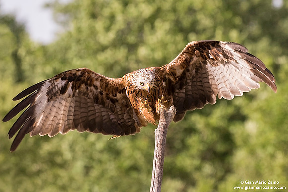Nibbio reale / Milvus milvus / Red kite / Milan royal