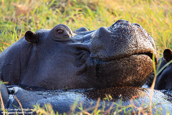 Hippopotamus amphibius / Ippopotamo / Hyppopotamus / Hippopotame amphibie