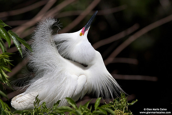 Egretta thula / Garzetta nivea / Snowy egret / Aigrette neigeuse