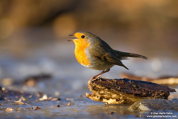 Erithacus rubecula / Pettirosso / European robin / Rouge-gorge familier