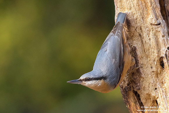 Sitta Europaea / Picchio muratore / Eurasian nuthatch / Sittelle torchepot