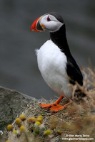 Fratercula arctica / Pulcinella di mare / Atlantic puffin / Macareux moine