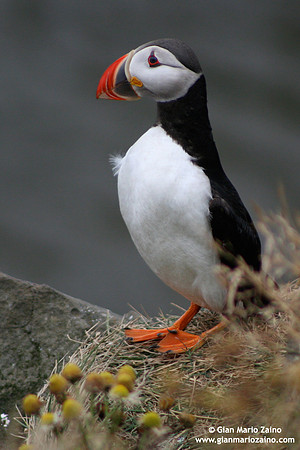 Fratercula arctica / Pulcinella di mare / Atlantic puffin / Macareux moine