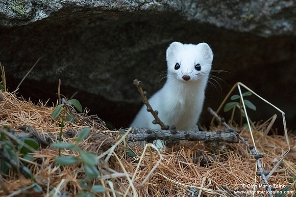 Mustela erminea / Ermellino / Stoat / Hermine