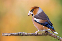 Frosone comune / Coccothraustes coccothraustes / Hawfinch / Gros-bec casse-noyaux
