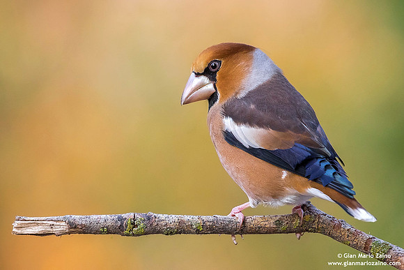 Frosone comune / Coccothraustes coccothraustes / Hawfinch / Gros-bec casse-noyaux
