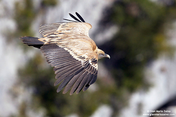 Gyps fulvus / Grifone / Griffon vulture / Vautour fauve