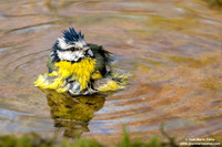 Cyanistes caeruleus / Cinciarella / Eurasian blue tit / Mésange bleue