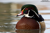 Aix sponsa / Anatra sposa / Wood duck / Canard branchu