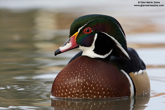 Aix sponsa / Anatra sposa / Wood duck / Canard branchu