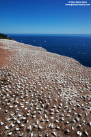 Morus Bassanus / Sula Bassana / Northern Gannet / Fou de Bassan
