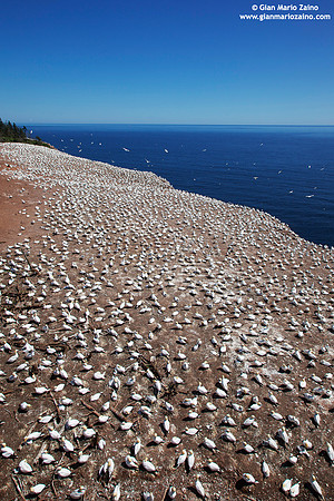 Morus Bassanus / Sula Bassana / Northern Gannet / Fou de Bassan