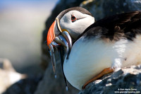 Fratercula arctica / Pulcinella di mare / Atlantic puffin / Macareux moine