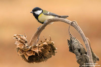 Parus major / Cinciallegra / Great tit / Mésange charbonnière
