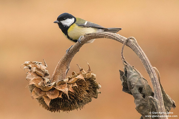 Parus major / Cinciallegra / Great tit / Mésange charbonnière