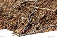Vipera aspis / Vipera aspide / Asp viper / Vipère aspic