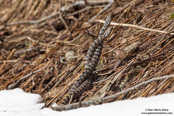 Vipera aspis / Vipera aspide / Asp viper / Vipère aspic