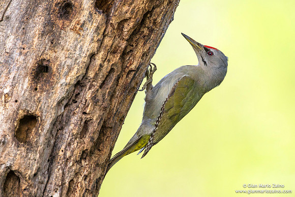 Picus canus / Picchio cenerino / Grey-headed woodpecker / Pic cendré