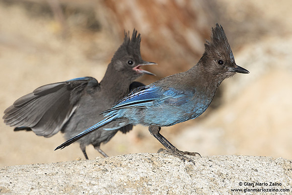 Cyanocitta stelleri / Ghiandaia di Steller / Steller's jay / Geai de Steller