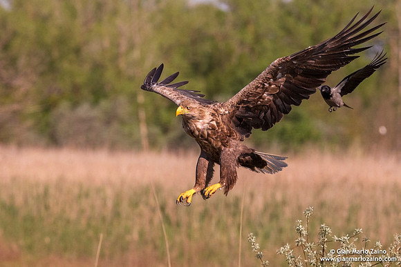 Haliaeetus albicilla / Aquila di mare / Sea eagle / Grand aigle de mer