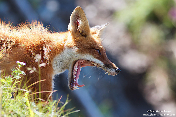 Vulpes vulpes / Volpe / Red fox / Renard roux