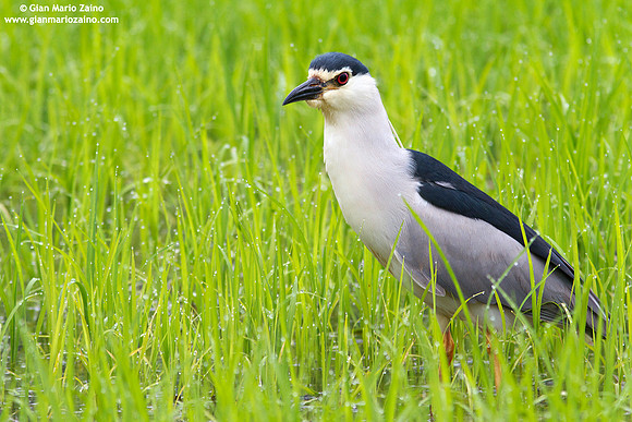 Nycticorax nycticorax / Nitticora / Black-crowned night heron / Héron bihoreau