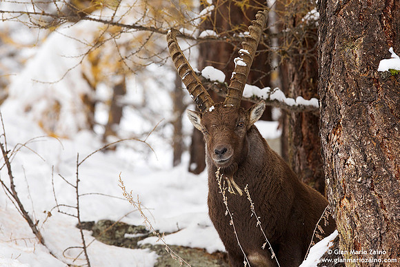 Capra ibex / Stambecco / Alpine ibex / Bouquetin des Alpes