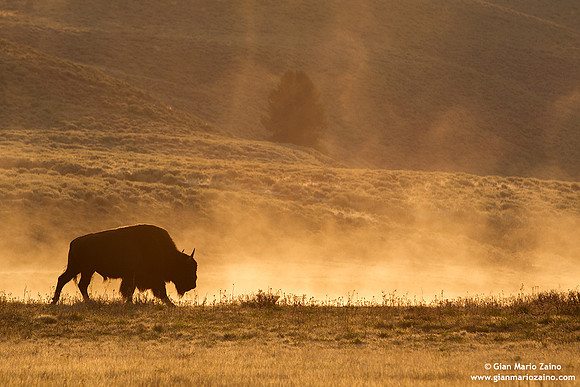 Bison/Bisonte/Bison/Bison