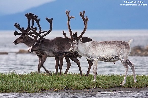 Rangifer tarandus / Renna / Reindeer / Caribou