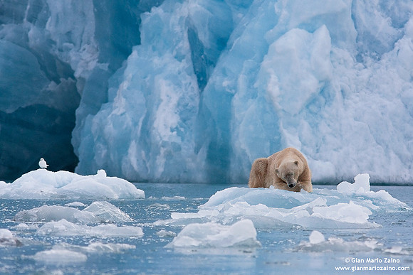 Ursus maritimus / Orso polare / Polar bear / Ours polaire