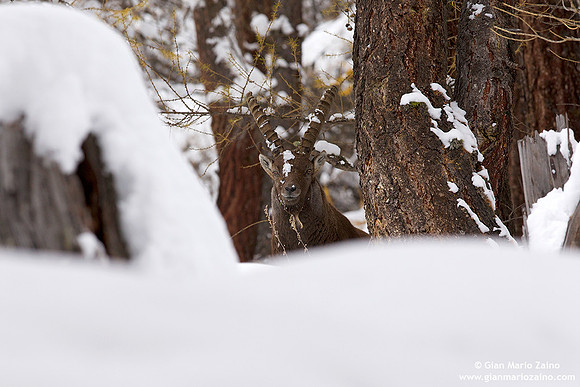 Capra ibex / Stambecco / Alpine ibex / Bouquetin des Alpes
