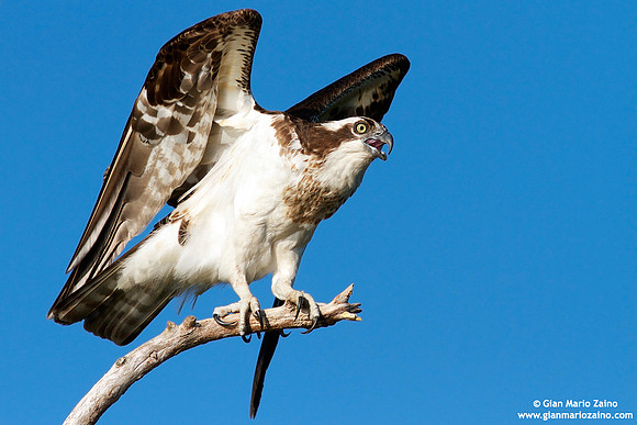 Pandion haliaetus / Falco pescatore / Osprey / Balbuzard pêcheur