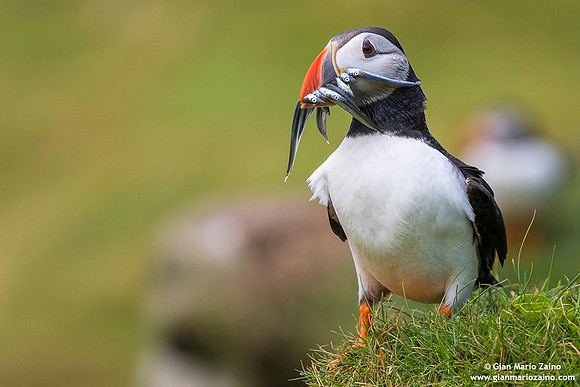 Fratercula arctica / Pulcinella di mare / Atlantic puffin / Macareux moine
