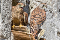 Falco grillaio / Falco naumanni / Lesser kestrel / Faucon crécerellette