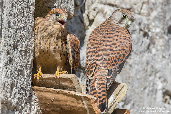 Falco grillaio / Falco naumanni / Lesser kestrel / Faucon crécerellette