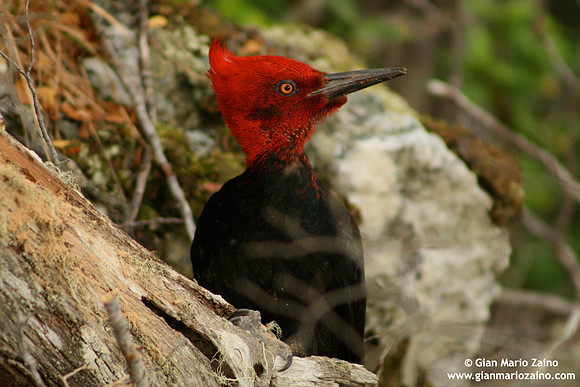 Campephilus magellanicus / Picchio di Magellano / Magellanic woodpecker / Pic de Magellan