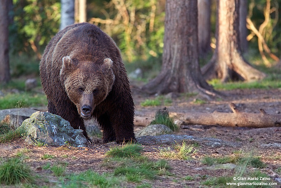 Ursus arctos / Orso bruno / Brown bear / Ours brun